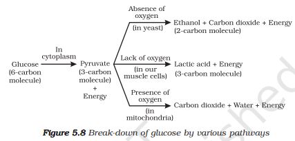 Class 10 Science Ch-5 Life Processes 2 NCERT-Solution-of-Class-10-Science-Ch-5-Life-Processes-जैव-प्रक्रम