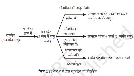 Class 10 Science Ch-5 Life Processes 3 NCERT-Solution-of-Class-10-Science-Ch-5-Life-Processes-जैव-प्रक्रम
