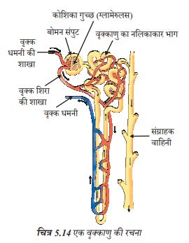 Class 10 Science Ch-5 Life Processes 5 NCERT-Solution-of-Class-10-Science-Ch-5