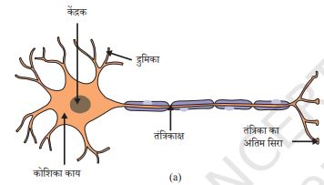 Class 10 Science Ch-6 Control and Coordination 2 NCERT-Solution-of-Class-10-Science-Ch-6-Control-and-Coordination-नियंत्रण-एवं-समन्वय