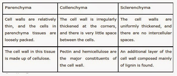 Class 9 Science Ch-6 Tissues 3 Class 9 Science Ch-6 Tissues