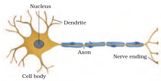 Class 9 Science Ch-6 Tissues 7 image 36