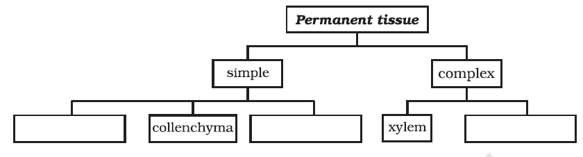 Class 9 Science Ch-6 Tissues 8 image 50