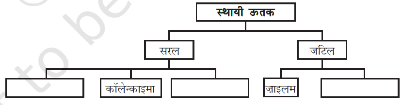Class 9 Science Ch-6 Tissues 9 image 51