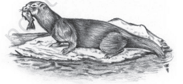 NCERT Solution of Class 10 English Chapter 6 Mijbil the Otter
