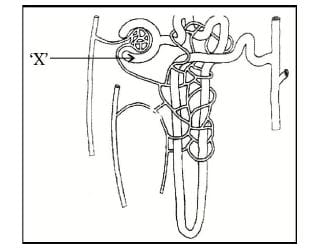 Important Questions for Class 10 Science Chapter 5 1 Important Questions for Class 10 Science Chapter 5 Life Processes जैव प्रक्रम